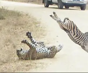 جذابیت حیات وحش؛ پلنگ که از خر راه راه بخوره بدرد عمش میخوره