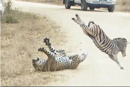 جذابیت حیات وحش؛ پلنگ که از خر راه راه بخوره بدرد عمش میخوره