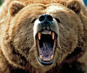 خرس‌های لاکچری این شکلی گرمای هلاک کننده رو شکست می‌دن!