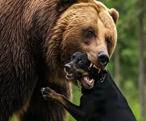 جذابیت حیات وحش؛ خرس قهوه ای وسط جنگل افتاد به جون سگ گله خرخره شو جوید