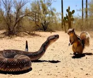 حیات وحش مصنوعی؛ سنجاب شجاع با مار زنگی روبرو می‌شود اتفاق بعدی باورنکردنی است