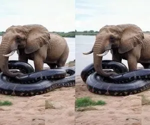 بدایع حیات وحش؛ پیتون بدسگال بعد اینکه با کمک فیل غول از شن اومد بیرون بلیعدش