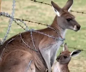 هم آوازی؛ بچه نیم وجبی کانگورو برای نجات مامانش به کشاورز التماس میکنه دلت ریش میشه