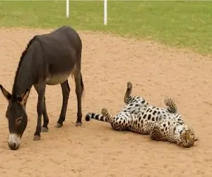 مستند حیات وحش؛ خر که با خر بازیاش حیوانات رو به ستوه آورده