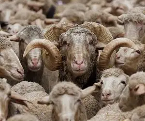 قیمت دام زنده امروز ۲۸ اردیبهشت ۱۴۰۴ + جدول