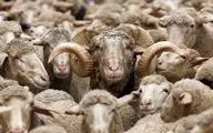 قیمت دام زنده امروز ۲۸ اردیبهشت ۱۴۰۴ + جدول