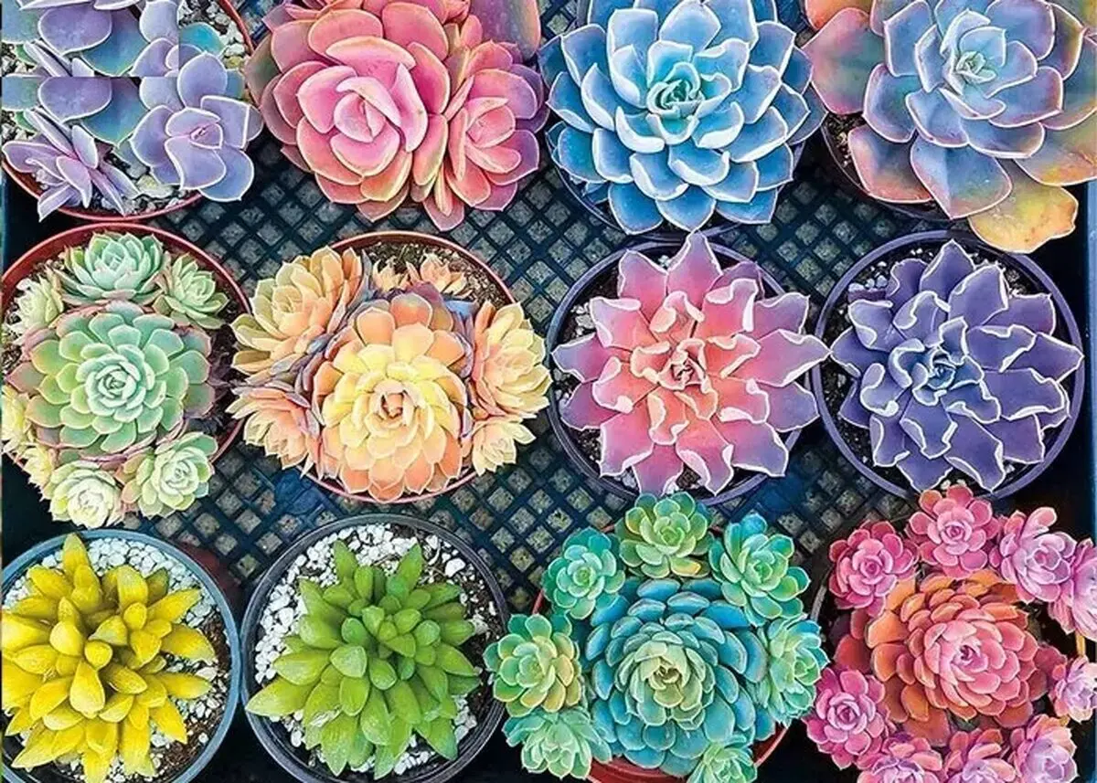 گیاهان مناسب برای اپن