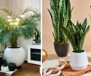 ترفند رشد سریع گیاهان آپارتمانی / واسه افزایش چند برابری رشد گل خوشگلت راهکار زیاده