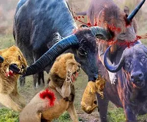 بدایع حیات وحش؛ بوفالوها دعواشون شد شیر اومد وساطت کنه لاشخور مثله و بلعیدش