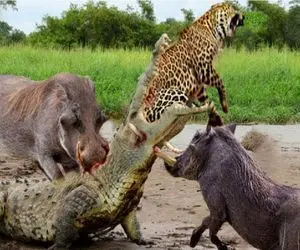 جذابیت حیات وحش؛ گراز وحشی برای نجات پلنگ از حمله تمساح به سرش لگد می زند