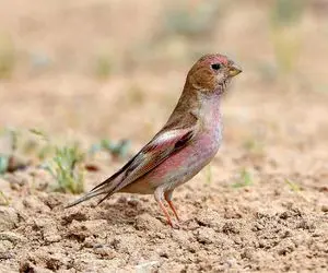 آن روی طبیعت وحشی؛ نجات یک پرنده مظلوم که داخل انار گیر افتاده