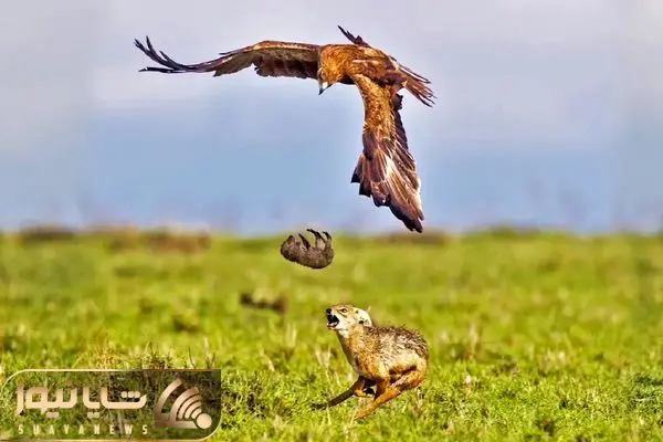 Jackal Mom Desperately Rescues Pup After Eagle Catches It