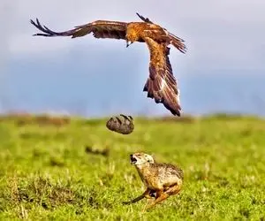 از جذابیت های حیات وحش؛ عقاب خاکی در تلاش برای لقمه پیچ کردنِ توله شغال