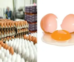 قیمت تخم مرغ امروز چهارشنبه 9 اردیبهشت 1405 + جدول