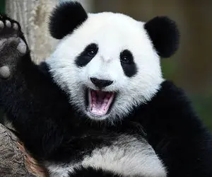 حمله خرس پاندا از داخل قفس به یک پسر جوان