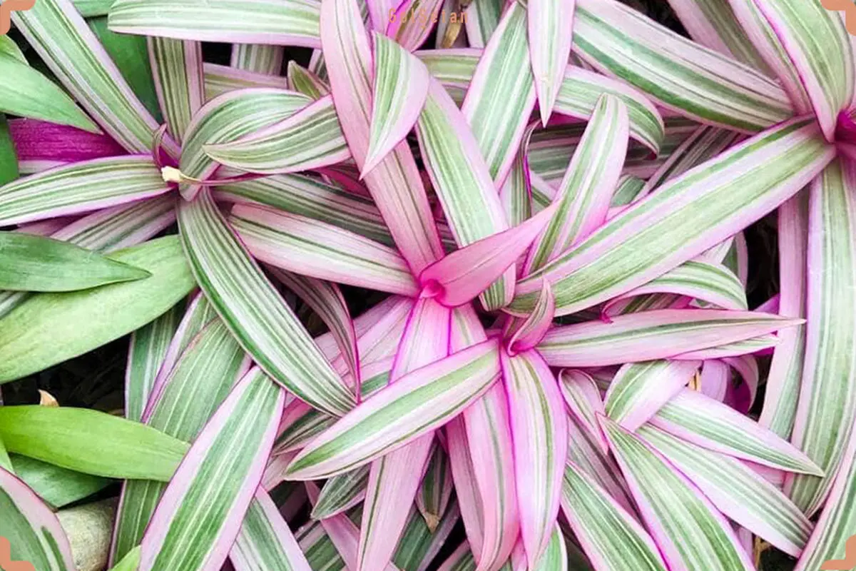 Tradescantia-spathacea-min