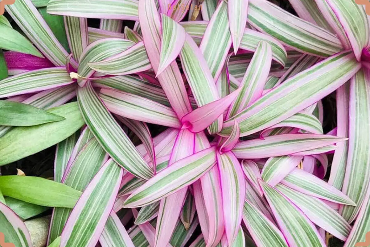 Tradescantia-spathacea-min