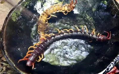 مهارت های بقا؛ دختر نیم وجبی با پای برهنه 1000پا روشکار میکنه برای زنده موندن میخورتش