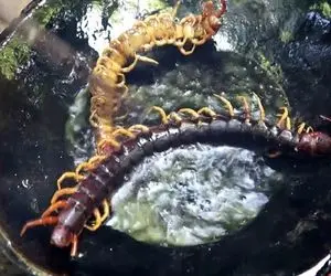 مهارت های بقا؛ دختر نیم وجبی با پای برهنه 1000پا روشکار میکنه برای زنده موندن میخورتش