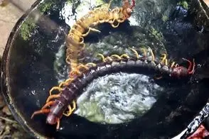 مهارت های بقا؛ دختر نیم وجبی با پای برهنه 1000پا روشکار میکنه برای زنده موندن میخورتش