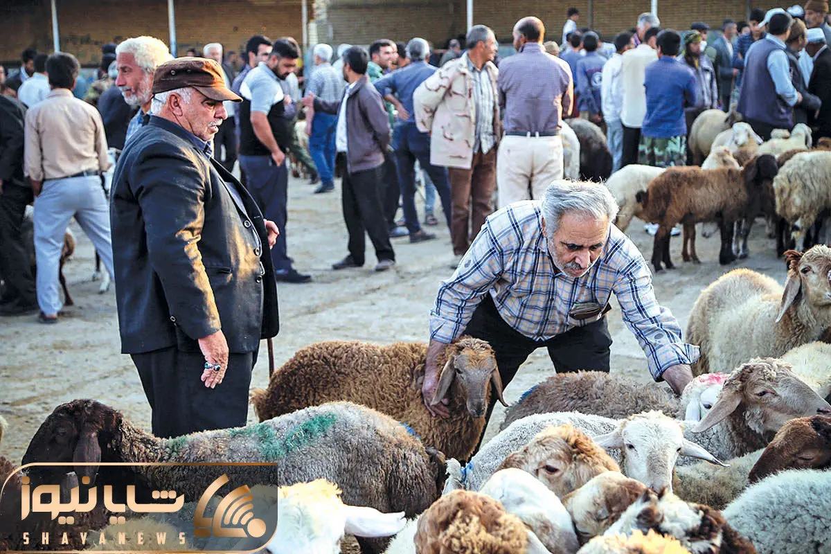 (جدول) قیمت دام زنده امروز ۷ آذر ۱۴۰۳/ گوسفند زنده در تهران به ۳۰۰ هزار تومان رسید!