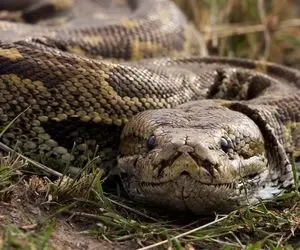 مستند حیات وحش؛ عظمت مار پیتون آفریقایی 