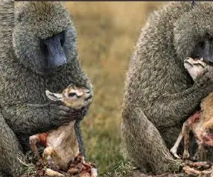 مستند حیات وحش؛ بابون لاشخور فقط یه نون نکشید کف جمجه آهو همشو تناول کرد