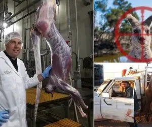 مزرعه فرآوری گوشت کانگورو ؛ از کشتن نه چندان ملایم تا سلاخی و سوسیس کالباس شدن !