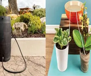 گیاهارو تو سفر چی کار کنیم خشک نشن؟/ با این روشا وقتی خونه نیستی گیاه تشنه نمی مونه