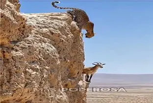 مستند حیات وحش؛ پلنگ برای شکار بز جاذبه رو زیر پا میزاره