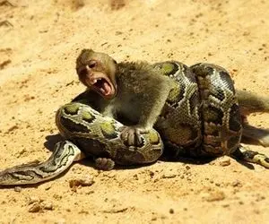 بدایع حیات وحش؛ پیتون غول پیکر میمون بدبخت رو پودر کرد بعد یه لقمه که دل نداری نبین