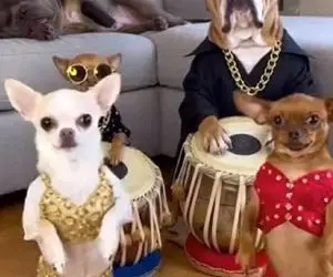 آواز شاد؛ سگای خونگی دوتاشون میزنن دوتاشون میرقصن