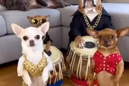 آواز شاد؛ سگای خونگی دوتاشون میزنن دوتاشون میرقصن