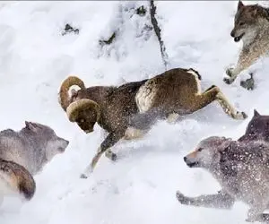 مستند حیات وحش؛ بازی بز کوهی با جاذبه همه شکارچی هاش رو به فنا میده