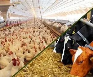 قیمت دام زنده یکشنبه 3 خرداد