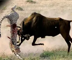 مستند حیات وحش / کل یالدار به خون توله‌اش قسم خورد و پلنگ رو شکافت