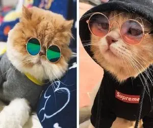 چرا گربه من لاغره؛ دلایل مشکوک از کم شدن وزن یهویی گربه که باید بهشون سریع رسیدگی کنید