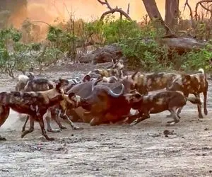 از جذابیت های حیات وحش؛ 100 تا سگ وحشی هار ریختن سر بوفالو جیگرخراش پارش کردن 