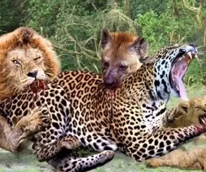 مستند حیات وحش؛ کفتار و شیر ریختن سر پلنگ بچه آزار