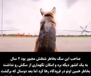 وفاداری عجیب یک سگ 2 سال تو فروگاه منتظر موند! / ویدیو