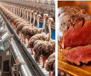 کارخانه حیوانات؛ شترمرغ زنده رو میفرستن تو دستگاه غول اسلایس شده میاد بیرون