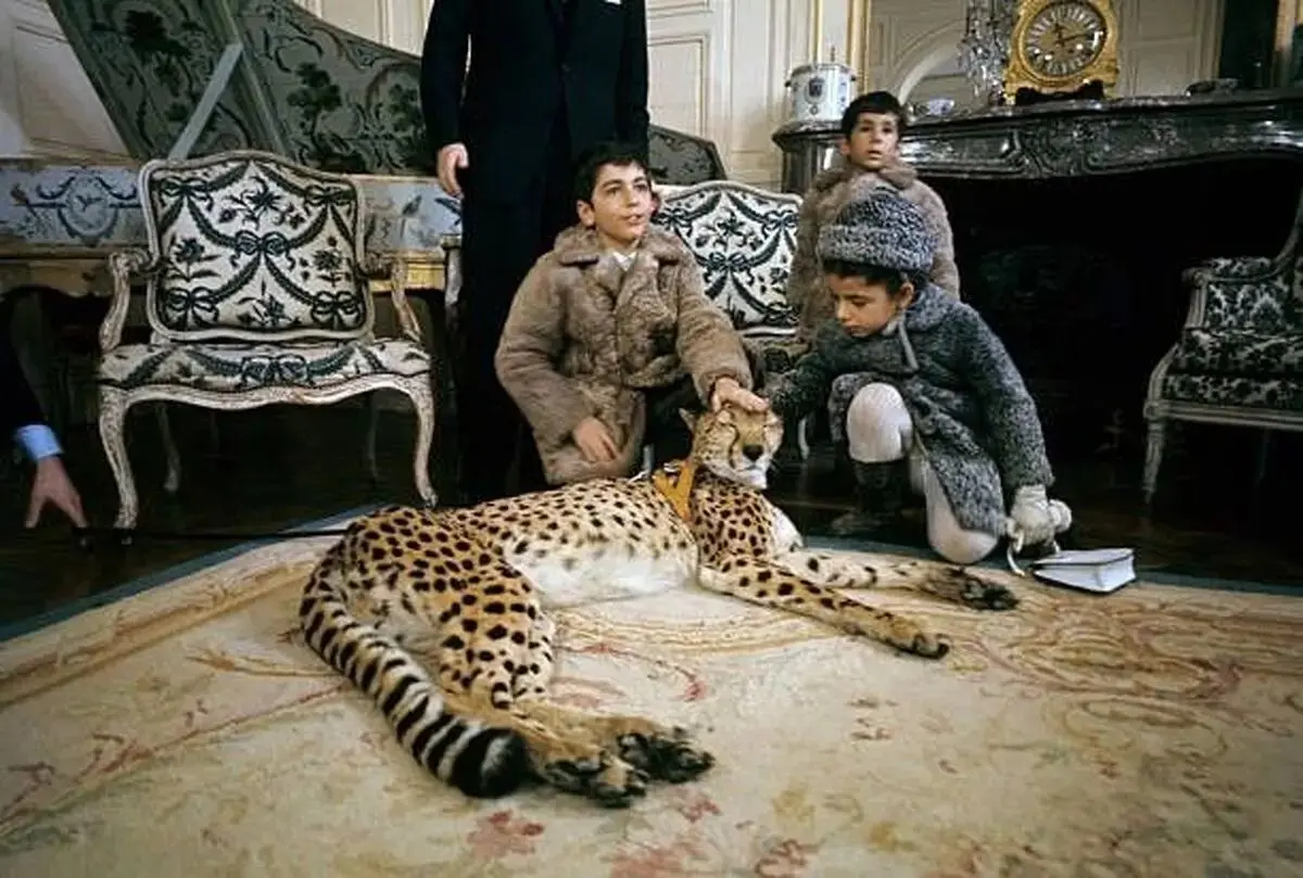 زنبور
