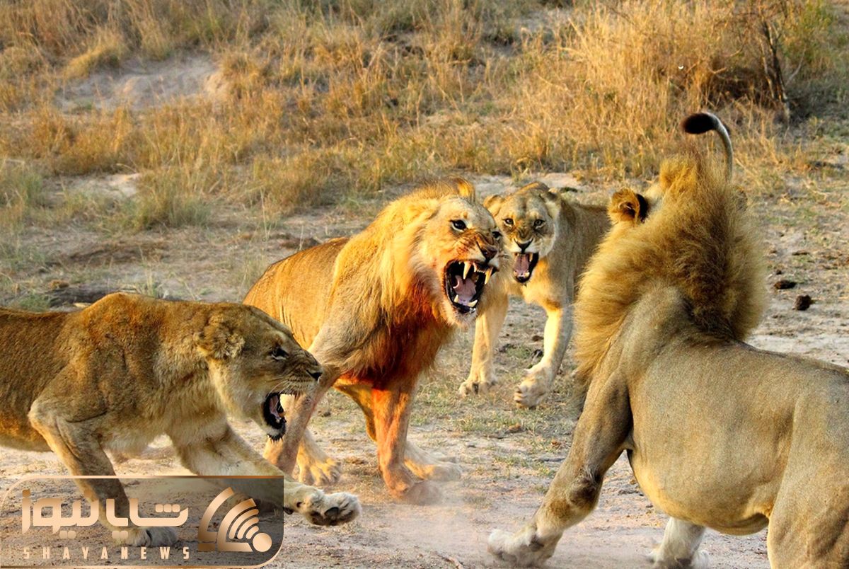 fight of male lions shayanews