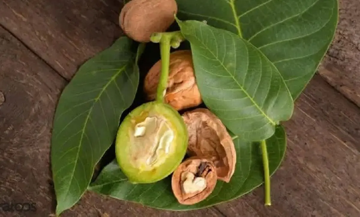 عرق3