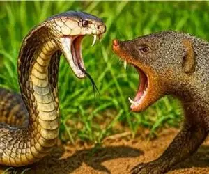 مستند حیات وحش؛ مانگوس ریزه بابای مار میاره جلو چشمش