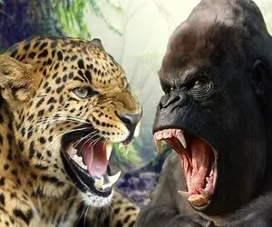 مستند حیات وحش؛ تن پلنگ خارید و رفت سراغ گوریل ردی و حساس برگشتنش افسانه شد