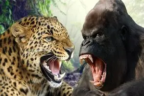 مستند حیات وحش؛ تن پلنگ خارید و رفت سراغ گوریل ردی و حساس برگشتنش افسانه شد