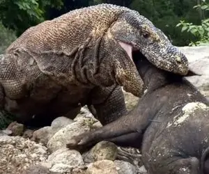 مستند حیات وحش؛ کومودو شکم پرست ماتحت گراز فشار میده زمین جا کنه تو حلق گشادش