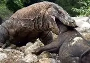 مستند حیات وحش؛ کومودو شکم پرست ماتحت گراز فشار میده زمین جا کنه تو حلق گشادش