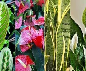 گیاهانی که باید داشته باشیم / اونی که فک میکنی دستش به گل میفته از این بی دردسرا داره